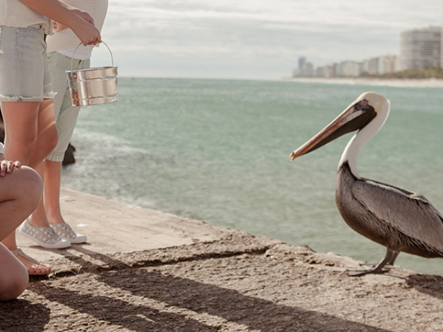A child looks at a pelican