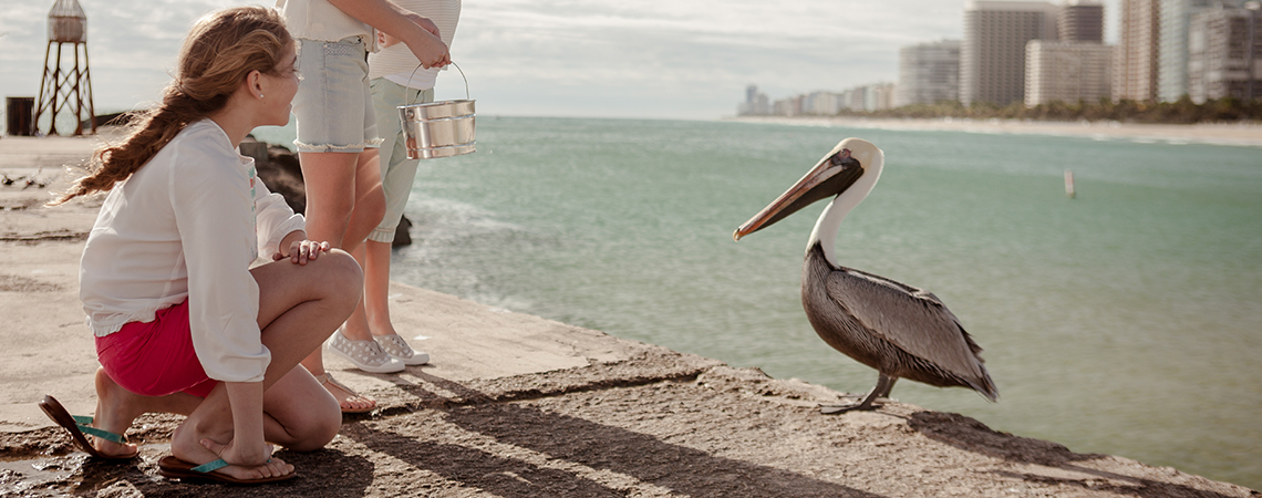A child looks at a pelican
